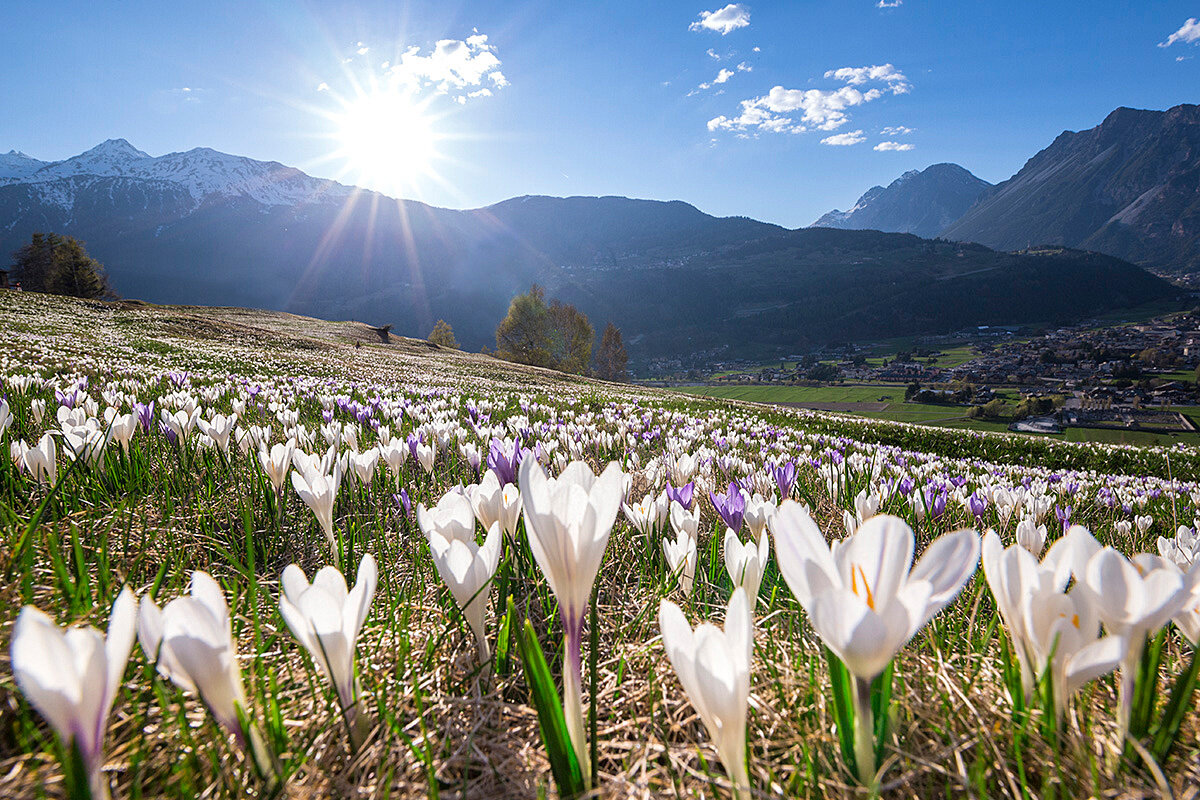 Paesaggi Bormio Fiori Crochi Gm 17 2088