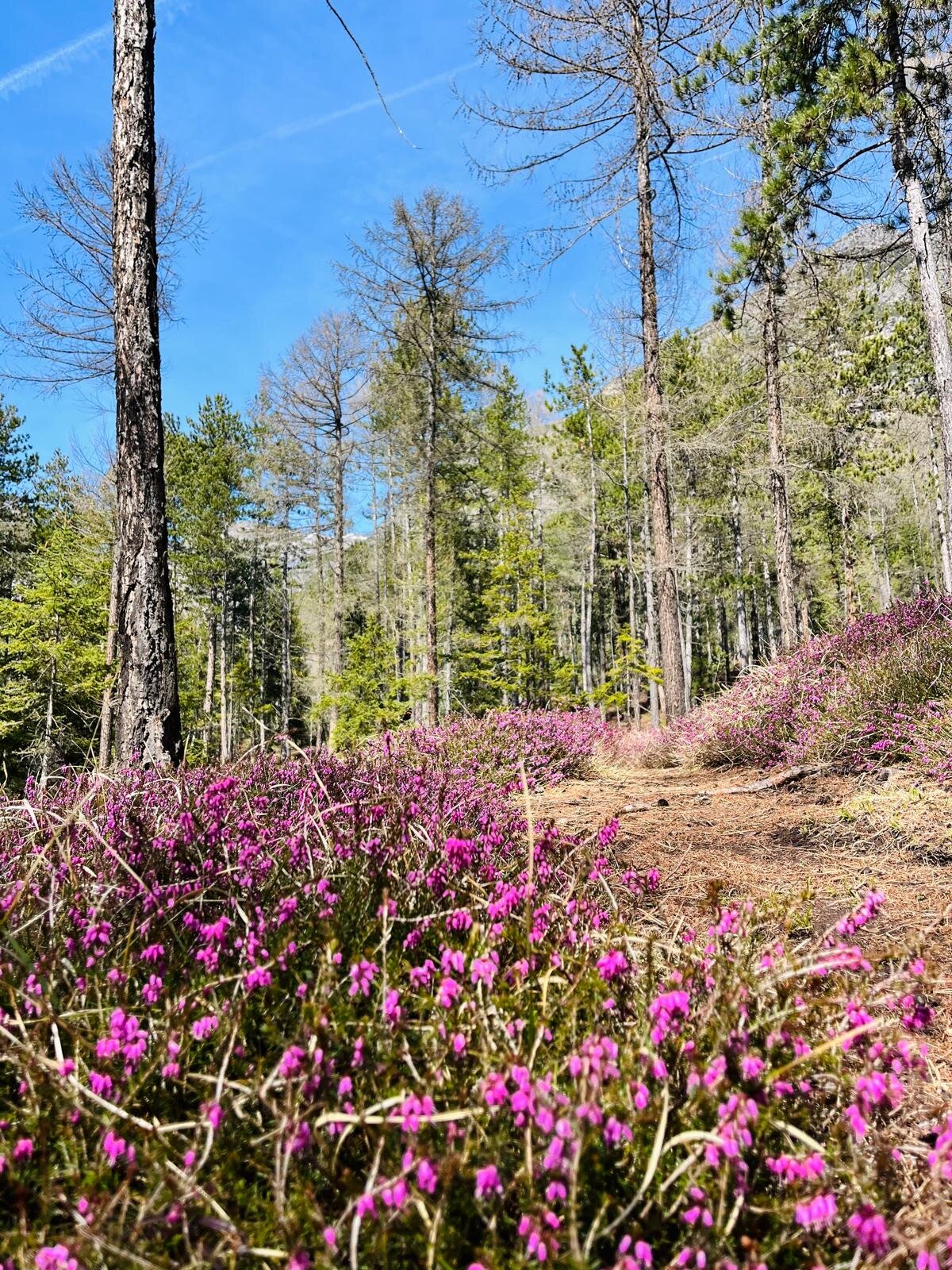 Eriche Parco Dei Bagni
