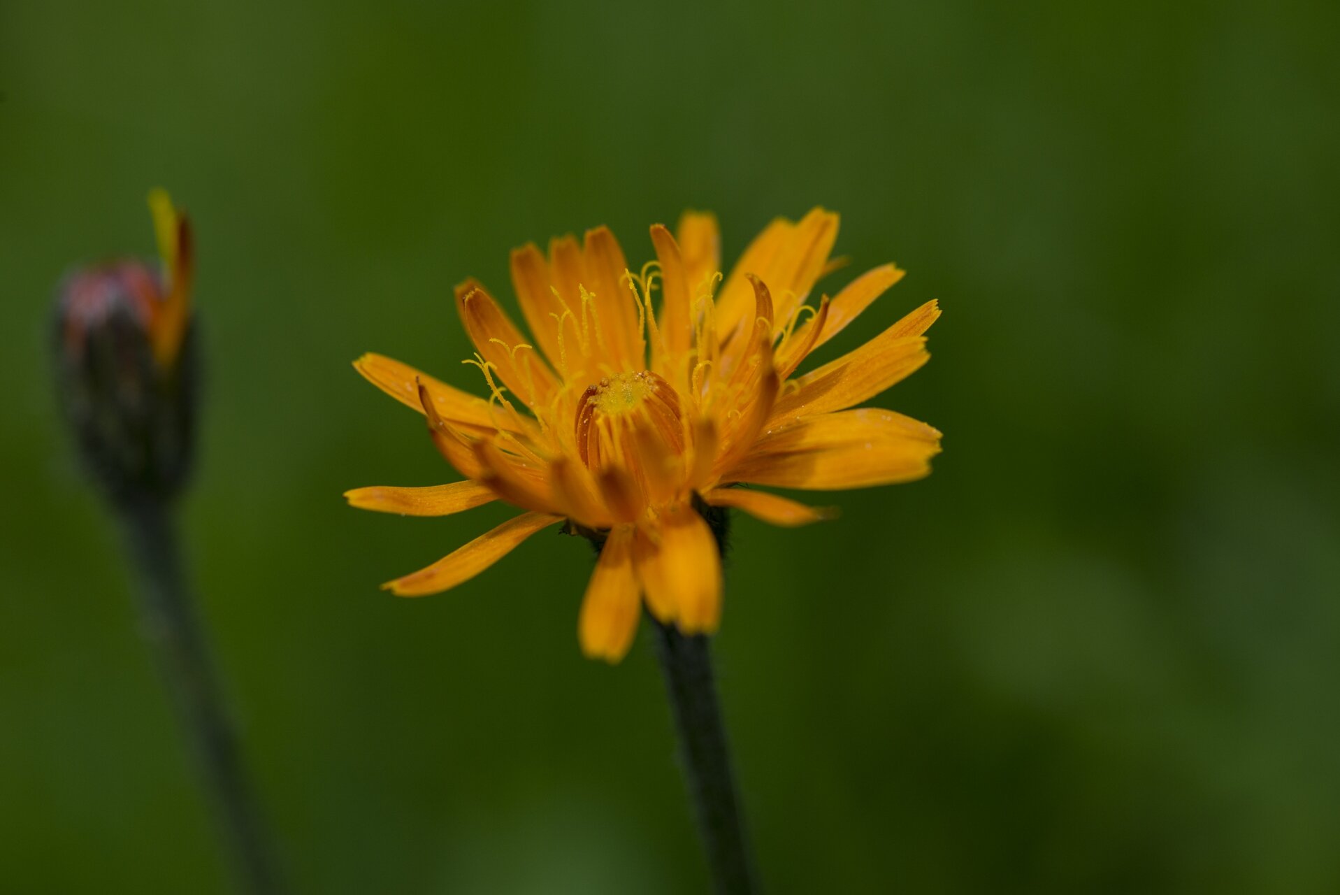 The Best of Spontaneous Flora in the Stelvio National Park