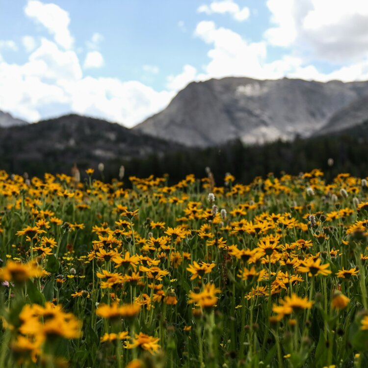 Flora