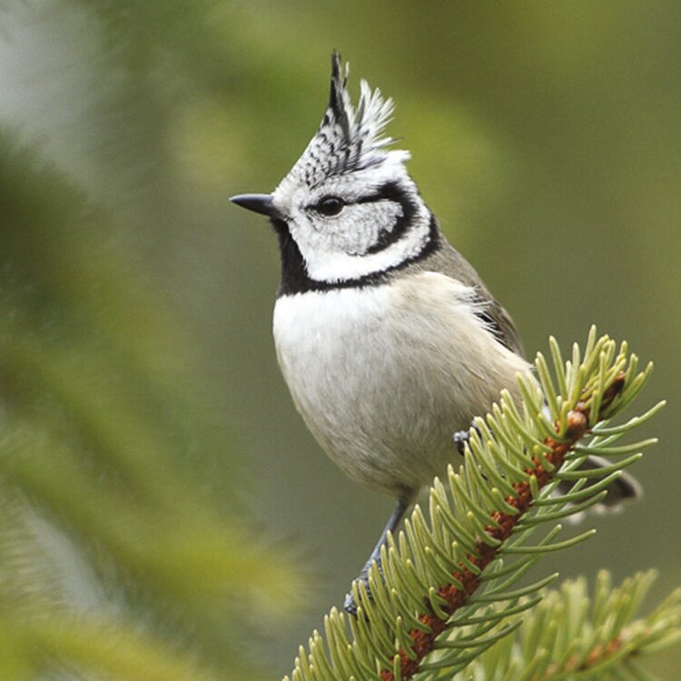 Birdwatching at the Paluaccio of Oga
