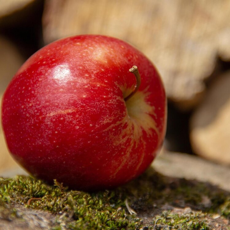 Coesistenza a Tavola