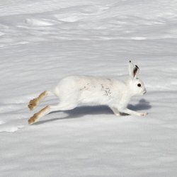Colori, forme e travestimenti: il mimetismo negli animali