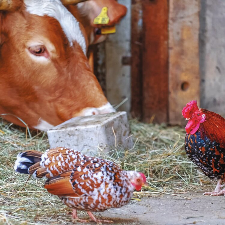 David's Farm