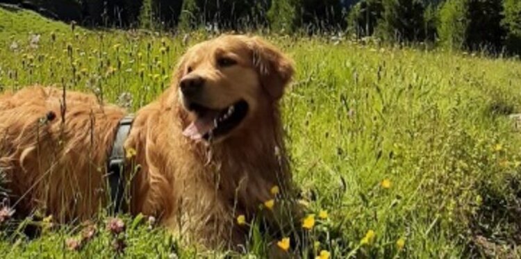 Dog Summer Camp Ev 8454162