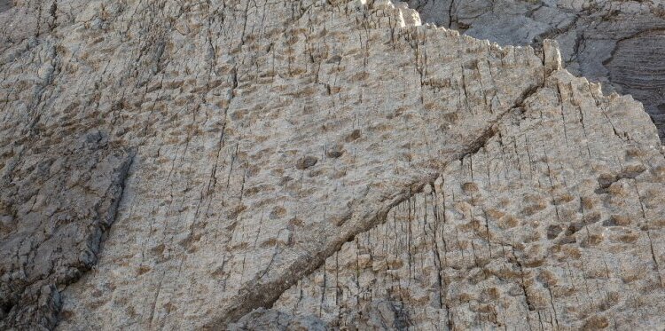 Escursione guidata: Trekking sulle tracce dei dinosauri