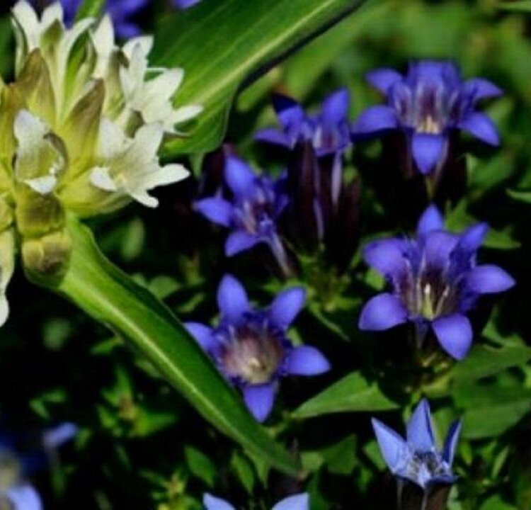 Esplorazioni erboristiche