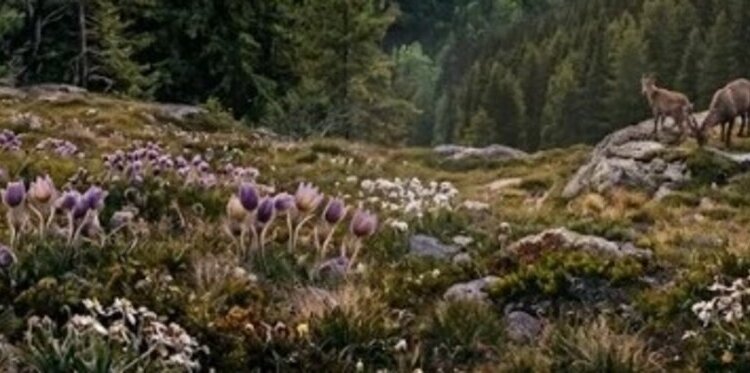 ESSENTIAL ALPS - Serata: Abitare la natura ieri e oggi nel Parco dello Stelvio