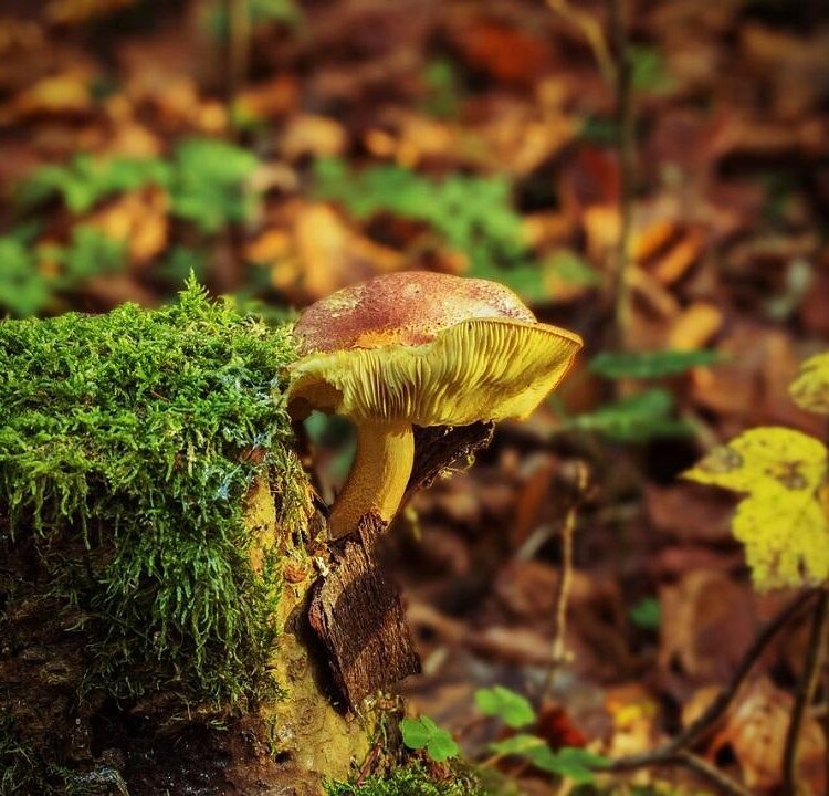 Mycological evening - Mushroom exhibition and determination