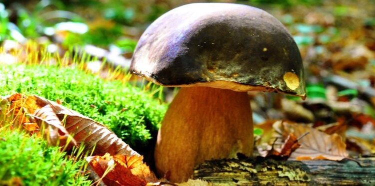 Etnomicologia: anche i funghi alle origini delle religioni