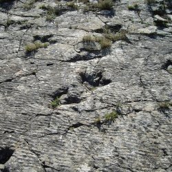 Evento speciale: La "Valle dei dinosauri"