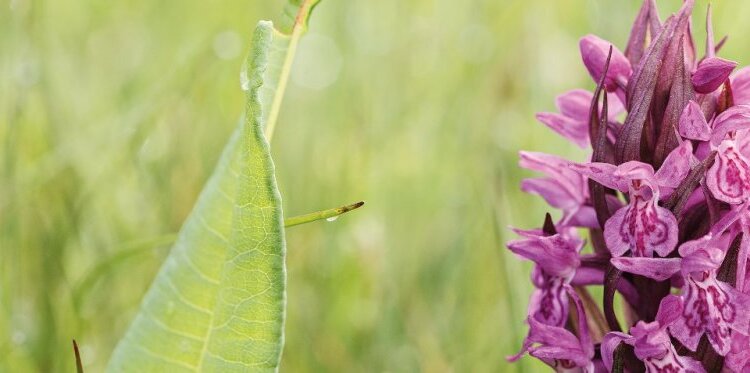 Fotografare il  Microcosmo: piccole meraviglie