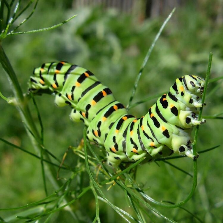 Biodiversità-da-interpretare