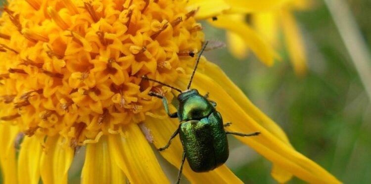 Gli Insetti Del Paluaccio Alla Scoperta Di Un Mondo Nascosto Ev 8339728