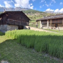 I GIOVEDI' AL MUSEO - Estirpazione del lino