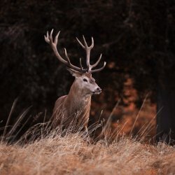 Il bramito del cervo | San Giacomo di Fraele - Valle del Gallo
