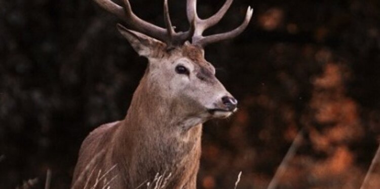Il bramito del cervo | Val Zebrù: Fantelle - Rifugio Campo