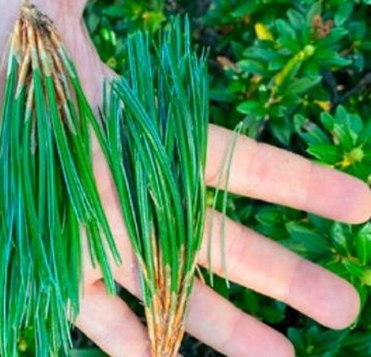 Incontri selvatici - Simbiosi selvatiche