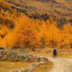 L'oro dei larici: Bormio - Pramezzano - Canareglia - Uzza - Bormio