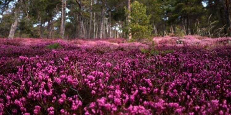 Meditation in the Garden – Tibetan Bells