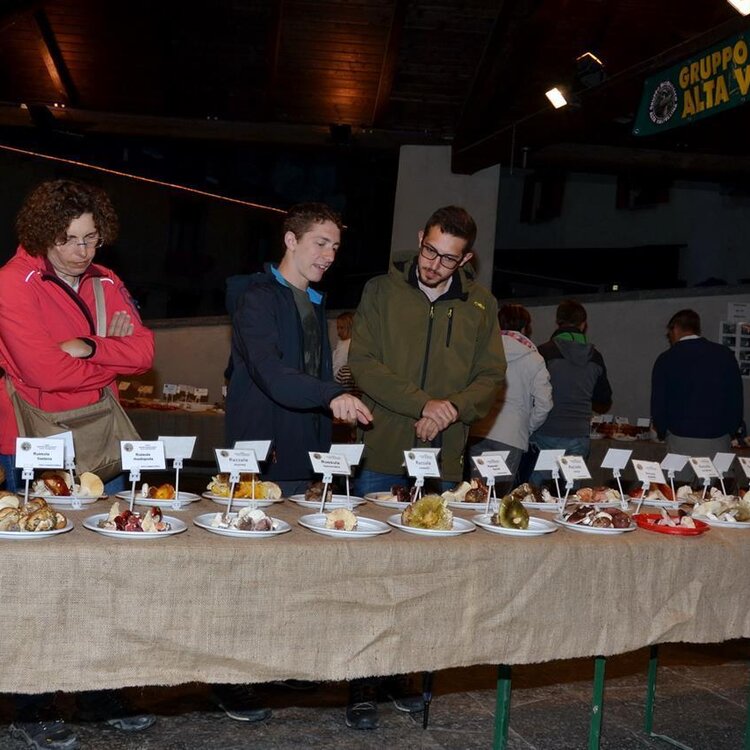 Mushroom Exhibition Night