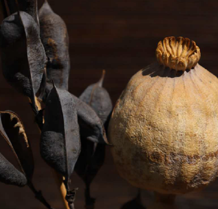 strumenti-vegetali