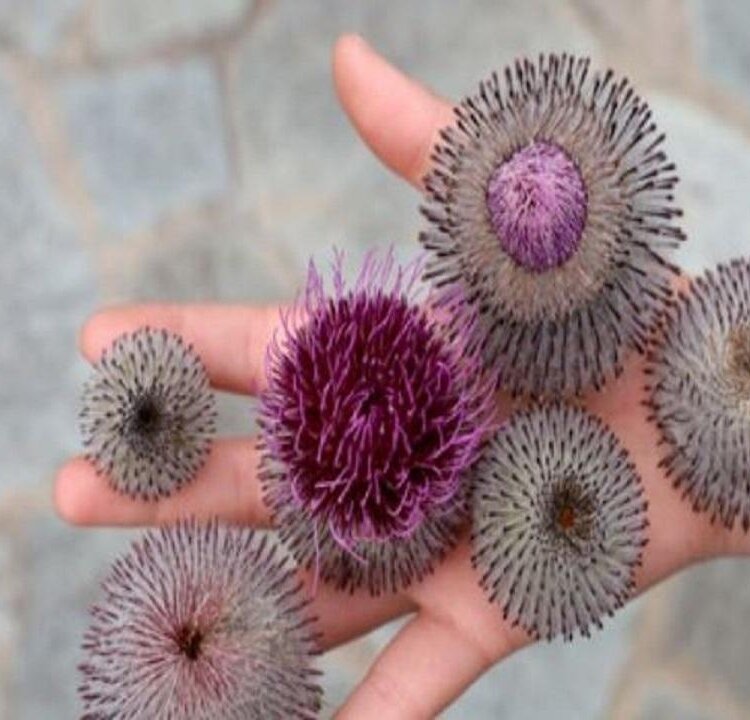 Piante in viaggio - Laboratorio per bambini