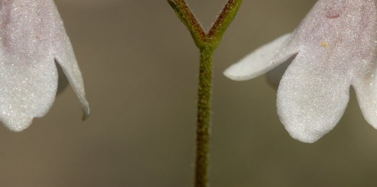 Piante magiche e rituali nelle tradizioni del mondo