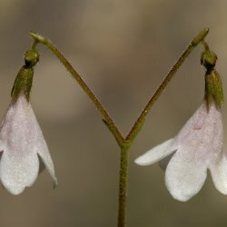 Piante magiche e rituali nelle tradizioni del mondo