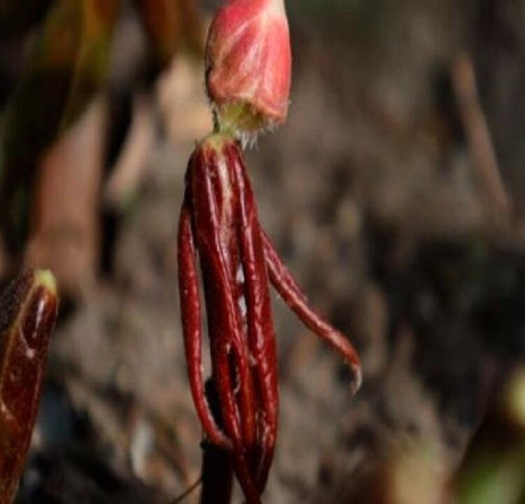 Piccoli esploratori del giardino