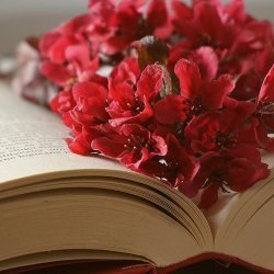 Tra le pagine nascono fiori, draghi, castelli fatati