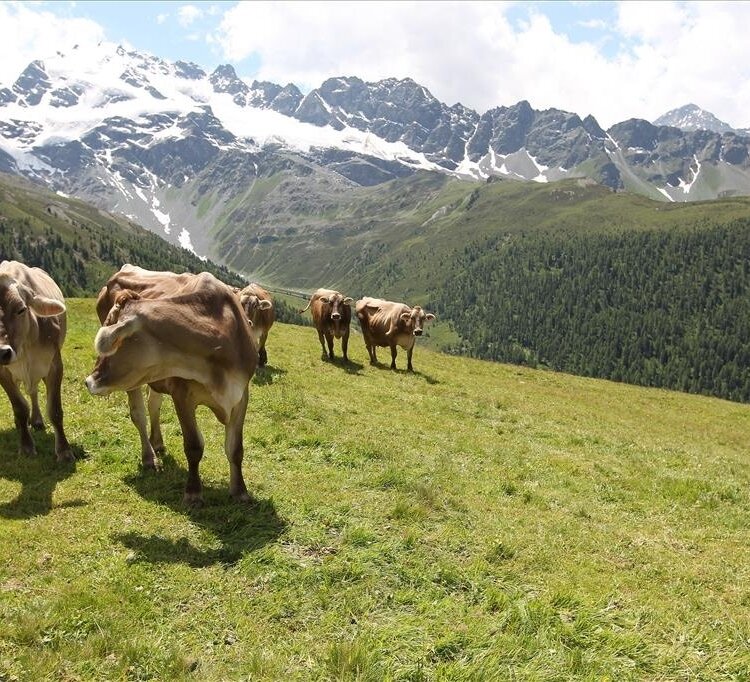 Alpe Boron
