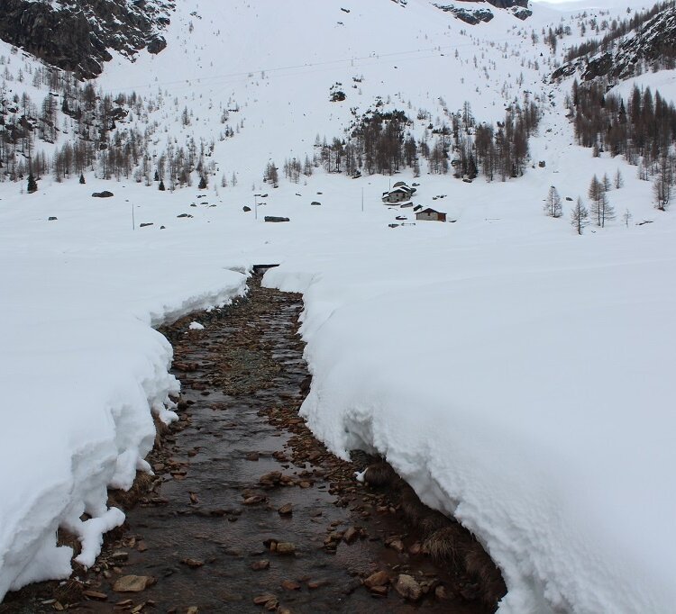 Alpe musella