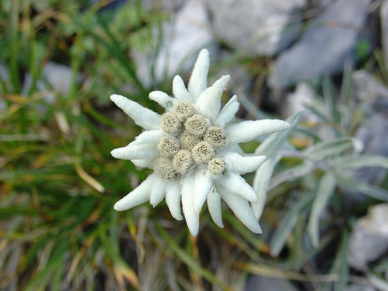 Edelweiss, a symbol of these mountains