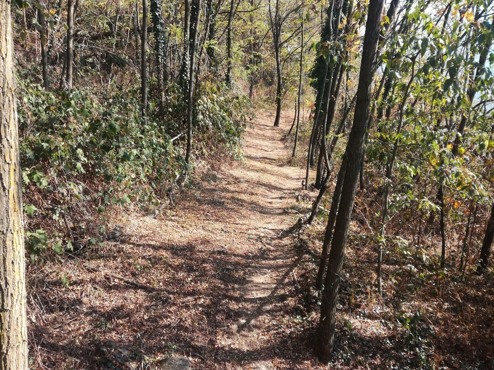 Img2 96364029 Default Variant