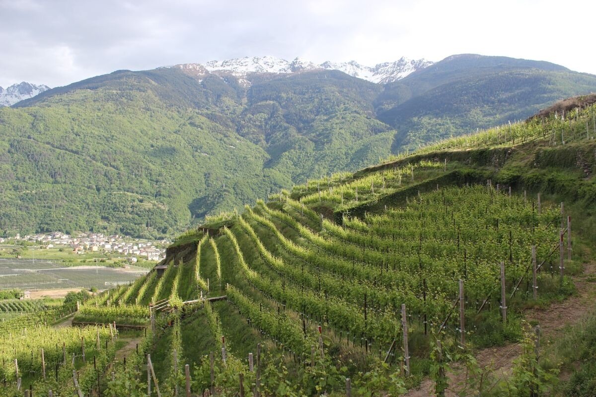 vigneti, Orobie sullo sfondo