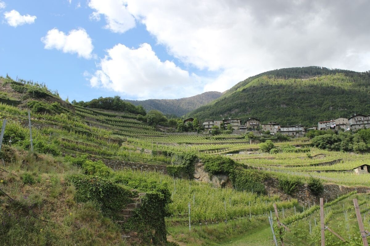 vista vigneti