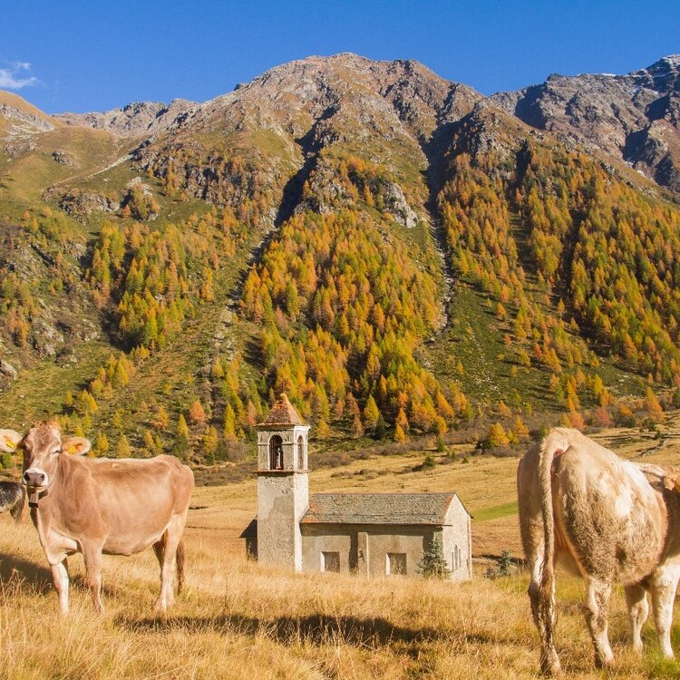 Autumn Foliage: Val di Rezzalo