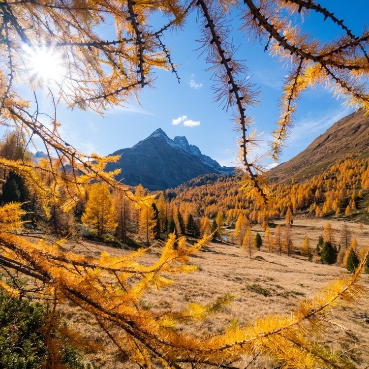 Foliage autunnale: Val Viola