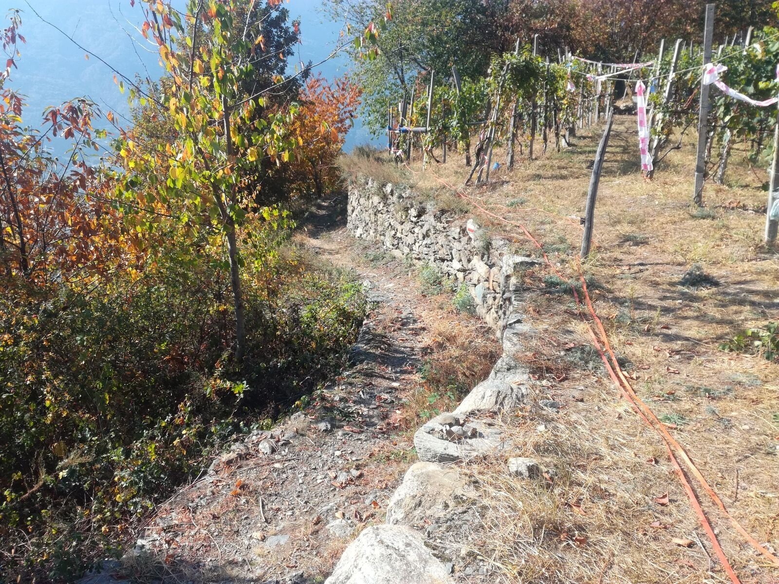 Img2 96364022 Default Variant