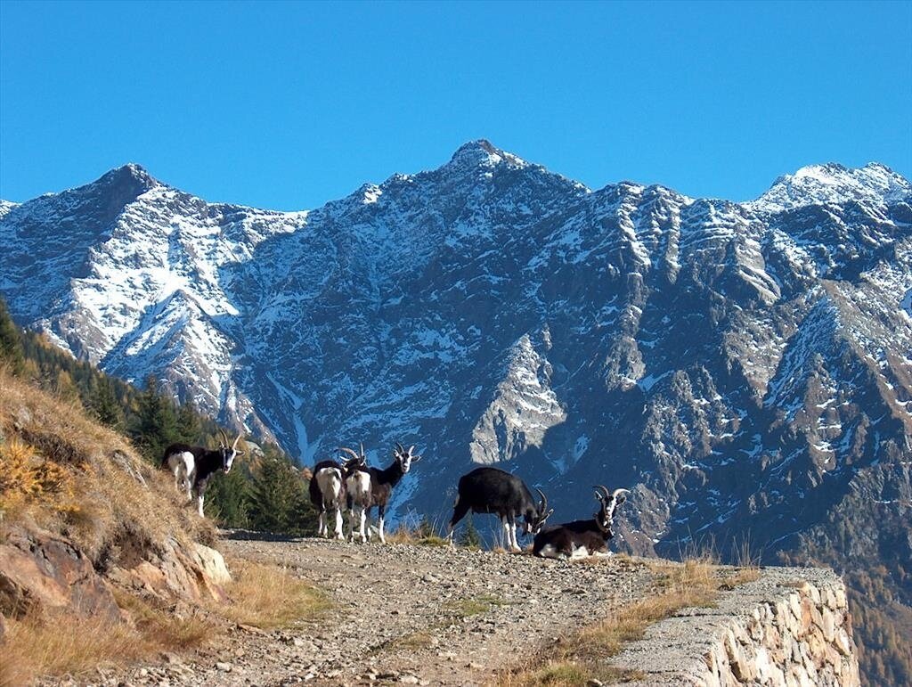 Frontalasca goat or Valtellina Frisian