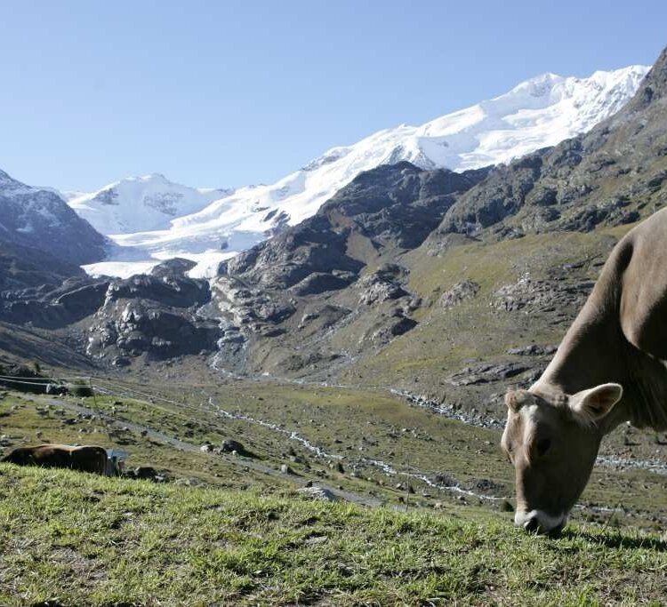Bormio 360 Mountain Bike - Stage 8 - Ice Trail