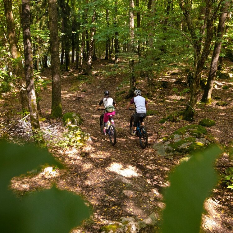 Bosco Dei Bambini Divertimento In Mountain Bike 809314677