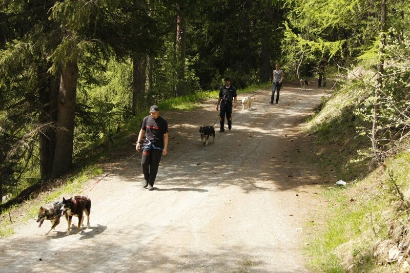 A passeggio sulla Decauville con i cani husky