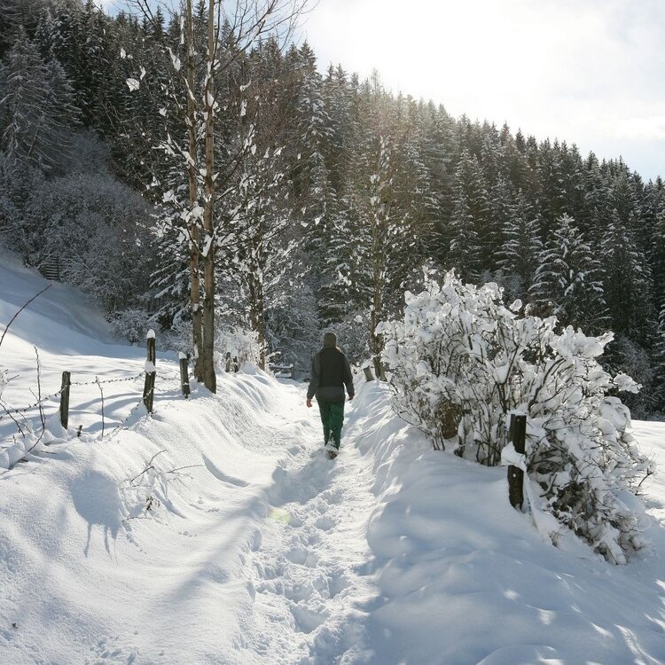 Document{{en=Forest road, it=Strada del bosco, de=Waldstraße}}