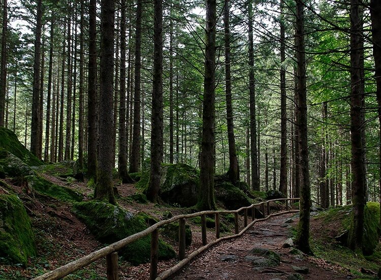 Die Strecke im Wald der Bagni di Masino