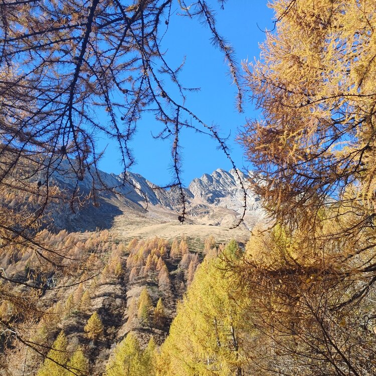 Excursion Voga - Alpe Buglio- Bivacco Forcola