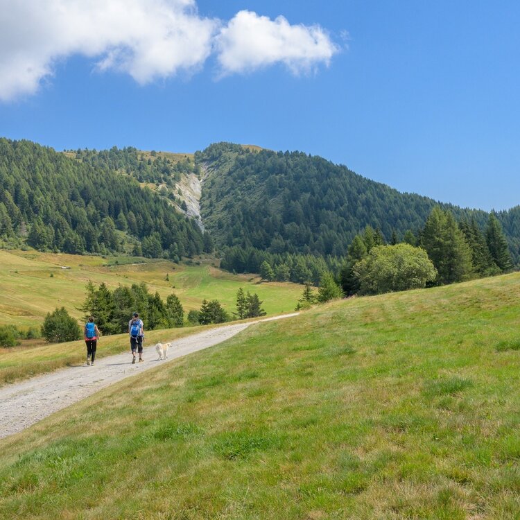 Trivigno