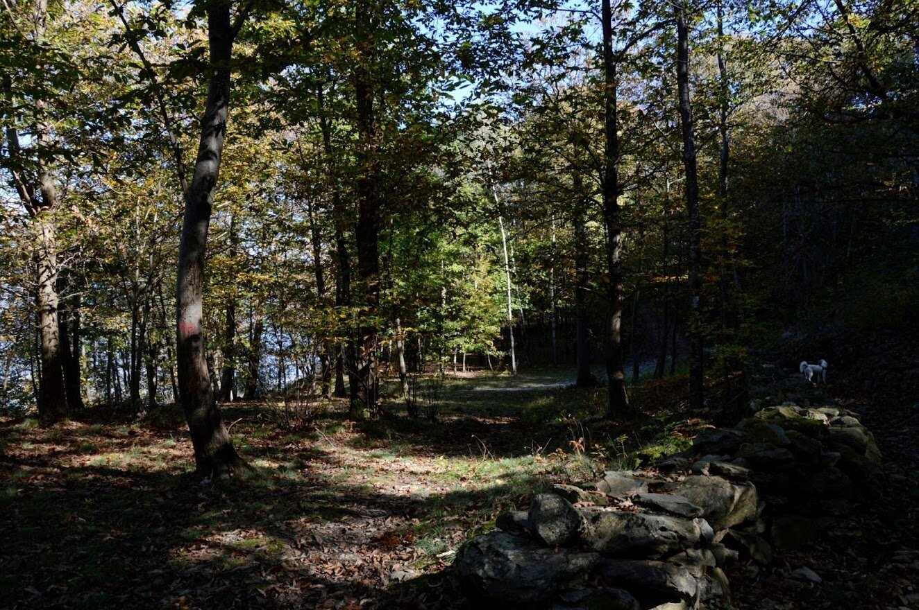 il bosco
