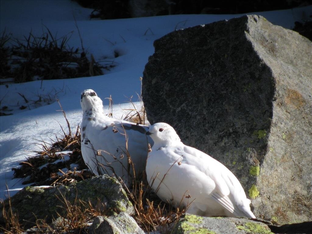 White Partridge